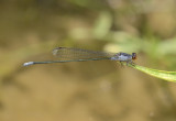 Pseudagrion pruinosum