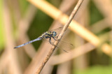 O. Luzonicum