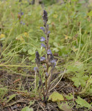 Vertakte bremraap, orobanche (Phelipanche) ramosa
