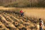 Riet maaien