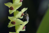 Stelis  ximanae pollinated by fly of 2mm