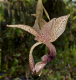 Stanhopea  platyceras