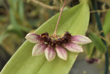 Bulobophyllum flabellum-veneris