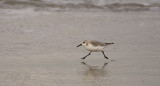 3-teen strandloper, Calidris alba