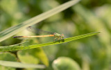 Ceriagrion spec.