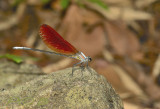 Mnias andersonii, male