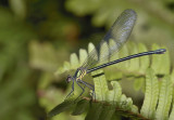 Mnias andersonii, female