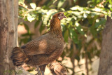 Gallus gallus