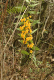 Dendrobium chrysanthum, lithophytic