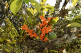 Dendrobium unicum, in habitat