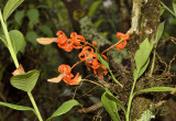 Dendrobium unicum