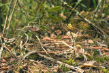 Diplopora truncata, lithophytic