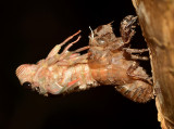 Cicade