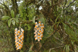 Thyrsiflorum in habitat