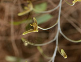 Bulbophyllum longipes