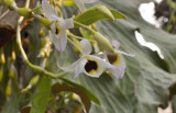 Dendrobium findlaynum pointed lip