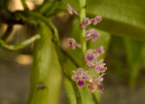 Smitinandia macrantha