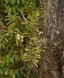 Vanda denisoniana and Staurochilus 