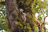 Dipterocarpus wallichii with D.signatum (dark phase) and coelogyne trinervis