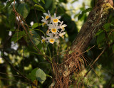 Dendrobium crystallinum