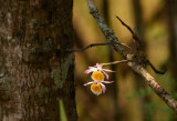 Dendrobium crystallinum backlight