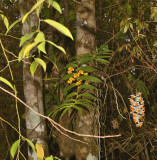 Dense evergreen jungle,Dendrobium chrysanthum and D. thyrsiflorum