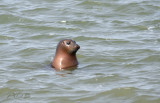 Zeehond Oosterschelde