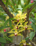 Cymbidium lowianum