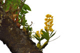 Dendr. chrysotoxum 25 mtr high