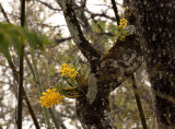 Dendr chrysotoxum 20 mtr high 