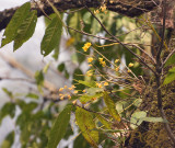 Dendrobium dixanthum in habitat