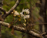 Dendr draconis in habitat 