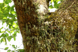 Eria pannea epiphytic, the small leafs on de right are Trichotosia daysiphylla