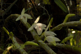 Dendrobium cretaceum
