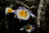 D. gratiotissimum