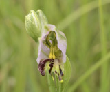 Ophrys apifera var. mutanta
