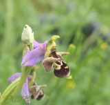 Ophrys holubyana