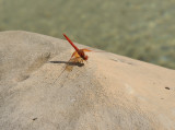 Oranje zonnewijzer, Trithemis kirbyi, vanuit Afrika opgerukt tot in de pyreneeen
