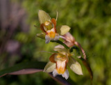 Coelogyne schultesii, flower 3 cm across