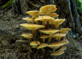 Zomerfluweelpootje, Flammulina fennae