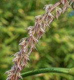 Bulbophyllum longibracteatum