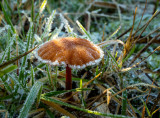 Schubbige fopzwam, Laccaria proxima