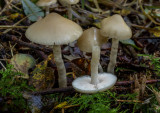Slijmige blekerik, moerasbos Crommenije