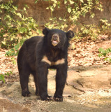 Knuffelbeer, Ursus thibetanus supsp. thibetanus