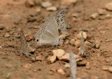 Silver forget-me-not, Catochrysops panormus