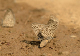 Zebra Blue, Leptotus plinius