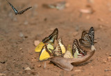 Butterflies on urine