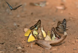 Butterflies on urine