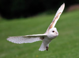 Barn Owl