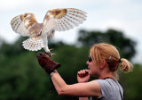 Barn Owl